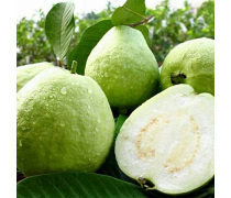 廣東特產(chǎn)水果企業(yè)黃頁 新鮮水果批發(fā)指南